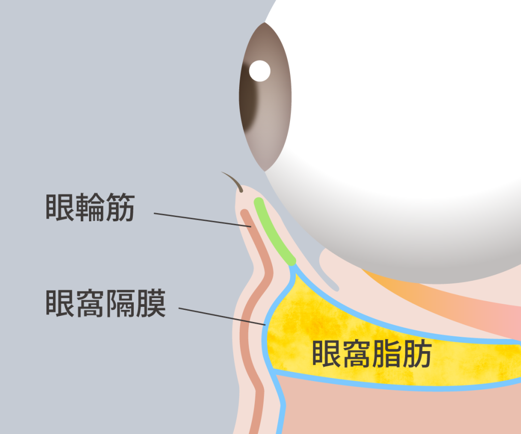 通常の目元の図解