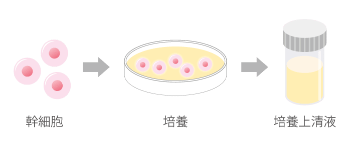幹細胞培養上清液の図解