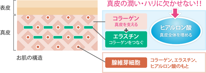 ヒアルロン酸の効果の図解