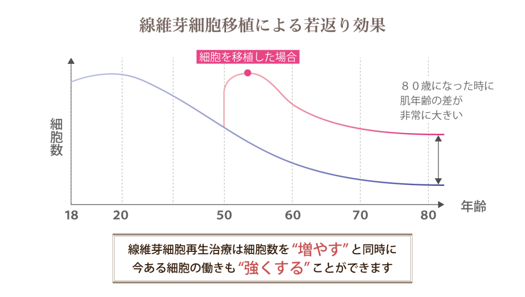 線維芽細胞移植による若返り効果