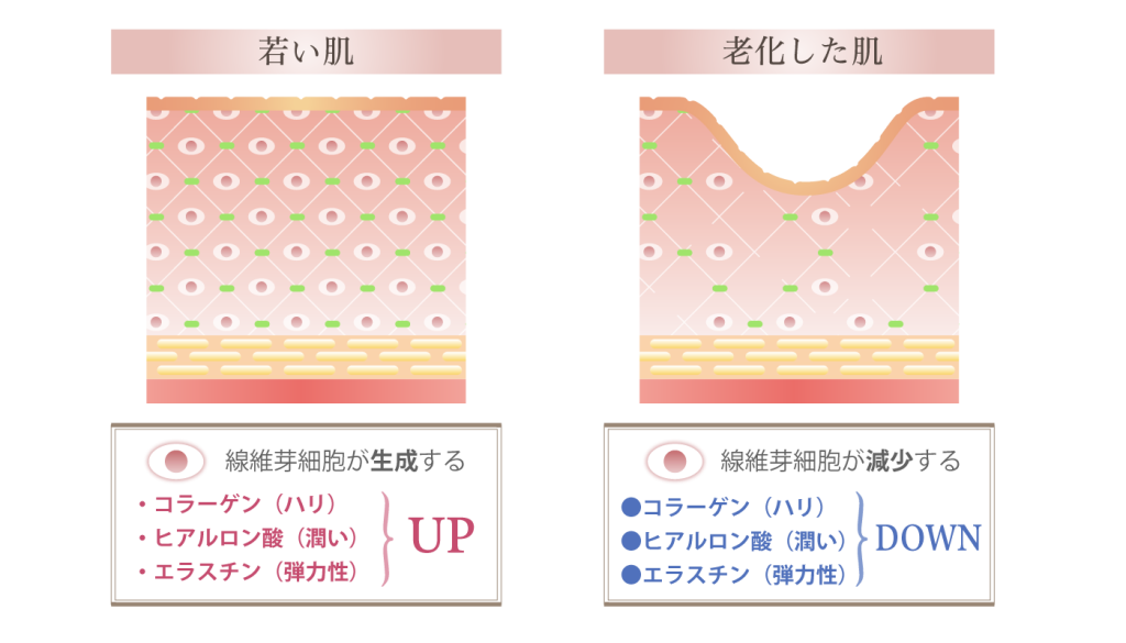 若い肌と老化した肌の線維芽細胞の比較